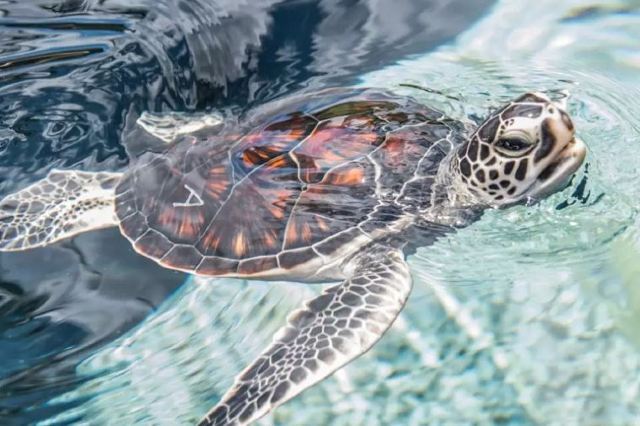 Top-5 Best Things to do in Hawaii for 2019