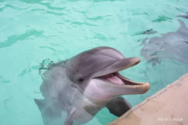 Spend Your Day at Seaworld Orlando