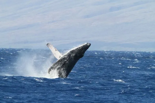 繽紛夏威夷 | 如何玩轉彩虹州,這幾種顏色告訴你!