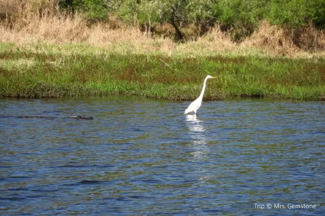Nature Gem in Sarasota: Guide to Myakka River State Park