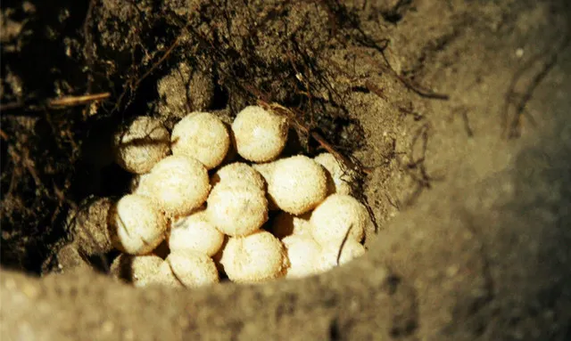 7 Most Popular Natural Attractions for Having Close Contact with Animals in Malaysia Fully Disclosed!