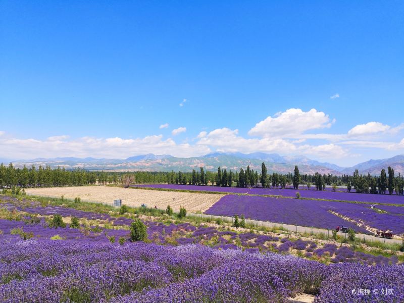 Princess Jieyou's Lavender Garden