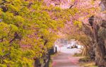 新城市 河津の桜並木