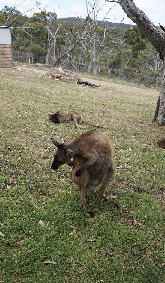 Cleland Conservation Park