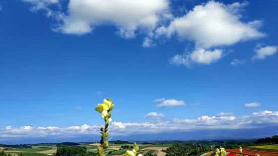 超级漂亮的一个地方的，这里简直就是花的世界的。发现北海道其实