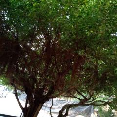 Bistro Park User Photo