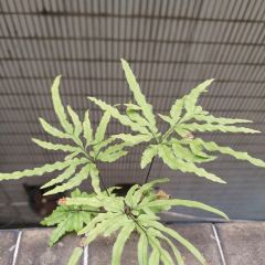 優芝味（綜合店）張用戶圖片