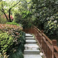 十八棵（老龙井）御茶园(老龙井店) User Photo
