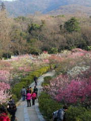 메이화산/매화산 생태공원-메이산루/매산로