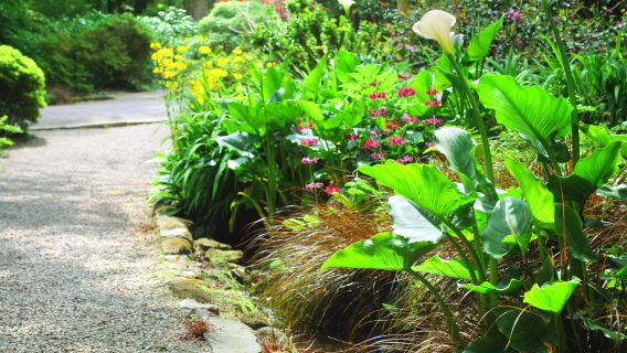 National Trust - Trengwainton Garden