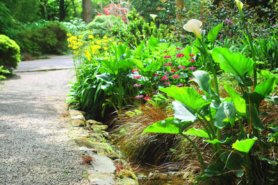 National Trust - Trengwainton Garden