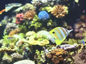 Great Barrier Reef Aquarium