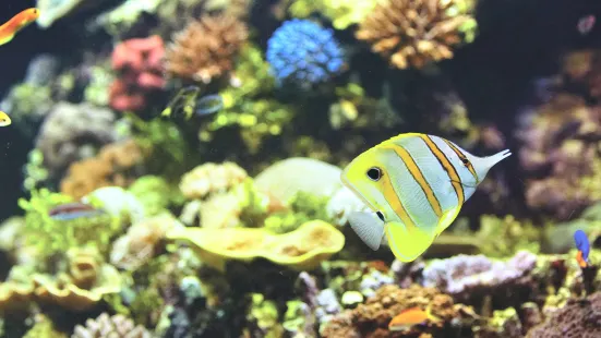 HQ 珊瑚礁水族館