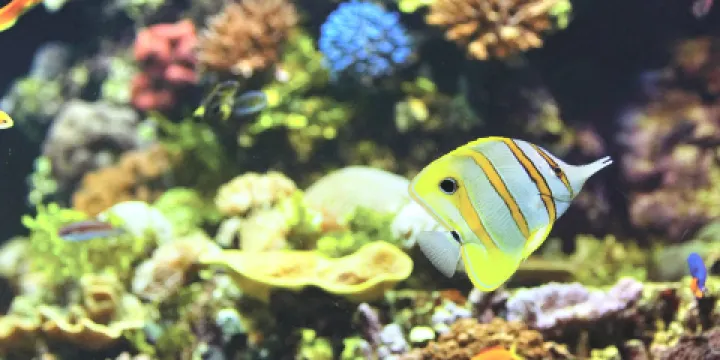 HQ 珊瑚礁水族館
