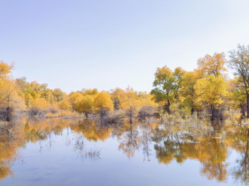 Jinta Huyang Forest