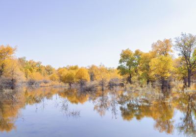 Jinta Huyang Forest