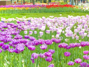Shijiazhuang Botanical Garden