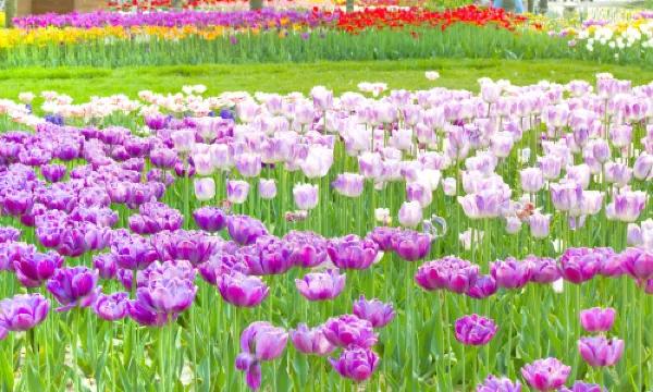 Shijiazhuang Botanical Garden