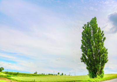 Ken & Mary's Tree