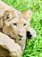 Zoo de Rotterdam