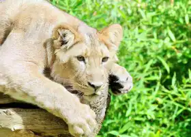 布萊多普動物園