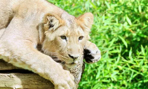 鹿特丹動物園