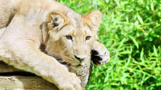 布萊多普動物園