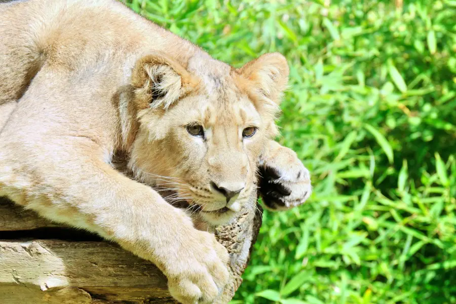 Rotterdam Zoo