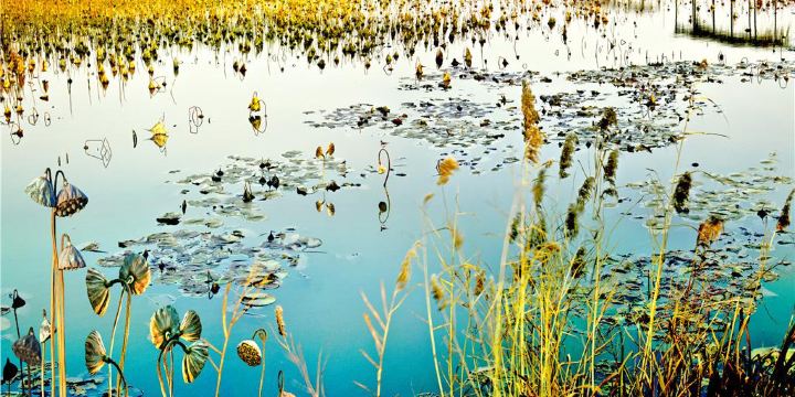 Canal Wetland Park