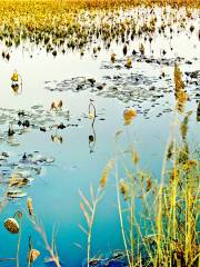 運河湿地公園