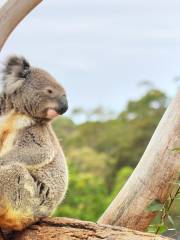 西姆比歐野生動物園