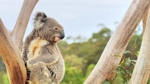 西姆比歐野生動物園