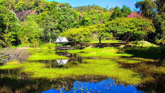 Mae Rim