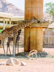 阿聯酋公園動物園