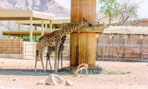 Emirates Park Zoo and Resort