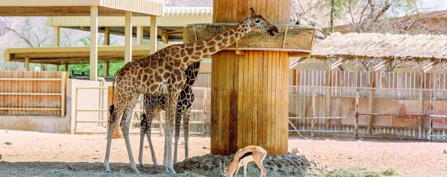 Emirates Park Zoo