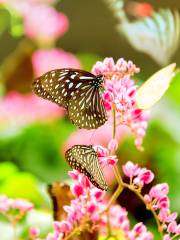 Kuala Lumpur Butterfly Park