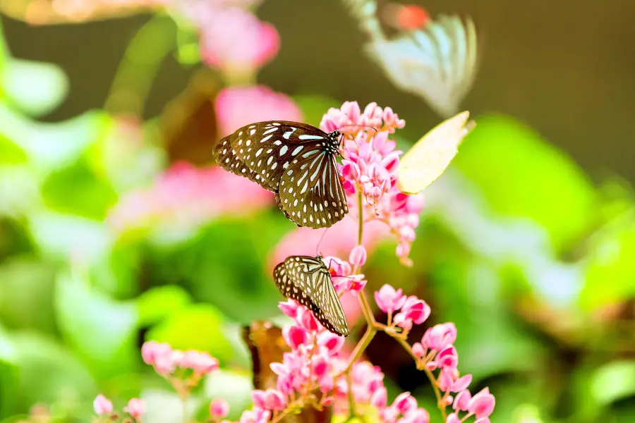 Kuala Lumpur Butterfly Park