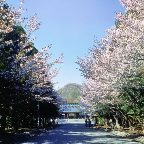 登別桜並木 Attractions 登別 Travel Review Travel Guide Trip Com 登別桜並木 Attractions 登別 Travel Review Travel Guide Trip Com