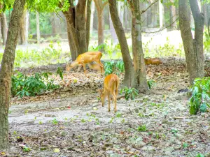 Phnom Tamao Wildlife Rescue Center