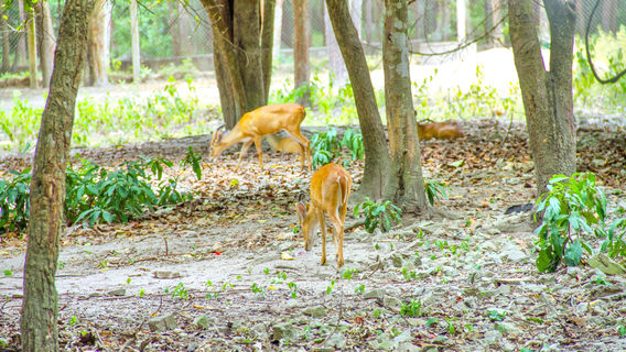 Phnom Tamao Wildlife Rescue Center