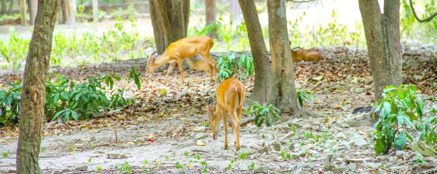 Phnom Tamao Wildlife Rescue Center