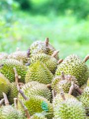 Bao Sheng Durian Farm (宝盛园/宝盛园民宿)