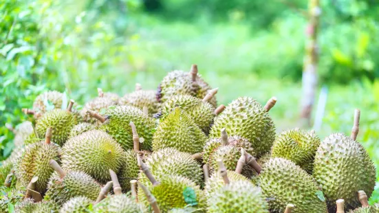 Bao Sheng Durian Farm (宝盛园/宝盛园民宿)