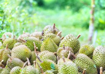 Bao Sheng Durian Farm (宝盛园/宝盛园民宿)