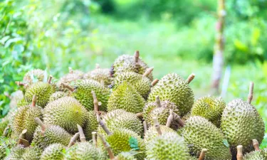 Bao Sheng Durian Farm