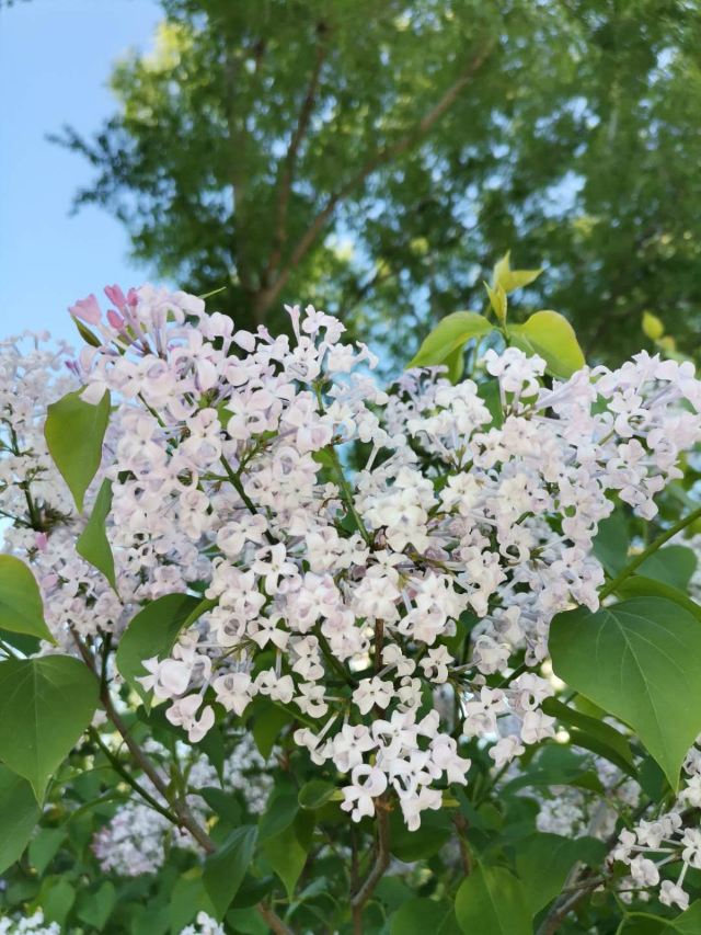Lilac Garden