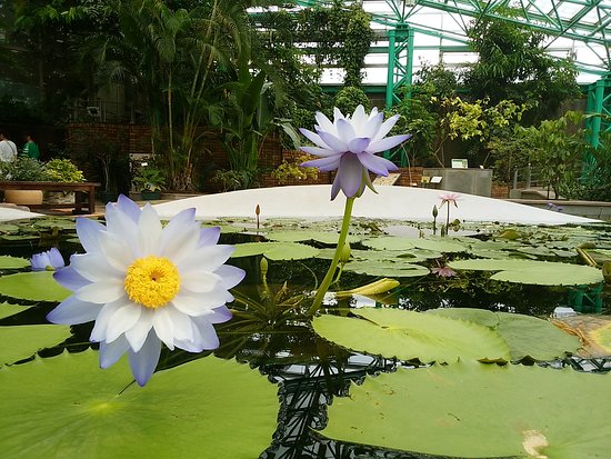 草津市立水生植物公園水之森景點評價 草津市立水生植物公園水之森門票 草津市立水生植物公園水之森優惠 草津市立水生植物公園水之森交通 地址 開放時間 草津市立水生植物公園水之森附近景點 酒店及美食 Trip Com
