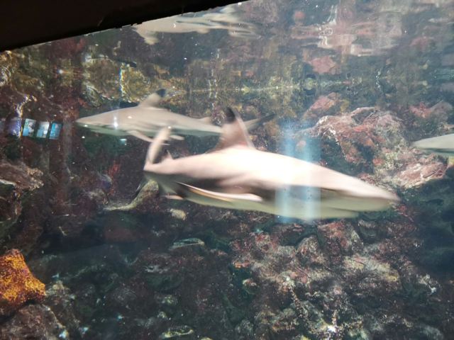 Phuket Aquarium