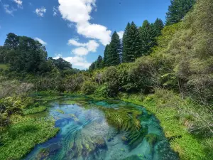 Blue Spring (Te Waihou Walkway). Leslie Road entrance